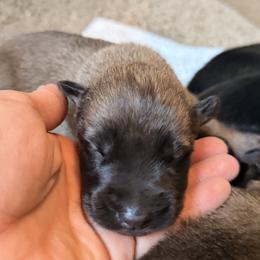 Solid sable dark mask Male - Fawn male Belgian Malinois puppy in Dallas, Texas from RoyalHaus Malinois