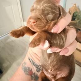 Rapunzel - Chocolate female Cavalier King Charles Spaniel puppy in Spring Hill, Florida from Wonderland Cavaliers