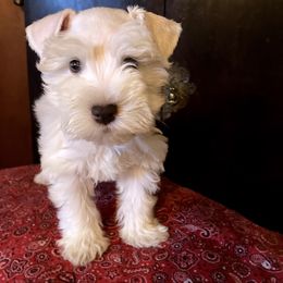 Miniature Schnauzer Puppies from Nana Rees Pups