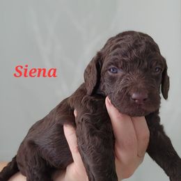 Siena - Brown female Poodle puppy in Spartanburg, South Carolina from Taya's Pups