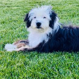 Suzy - female Australian Mountain Doodle puppy in Sterling, Colorado from North 40 Doodles