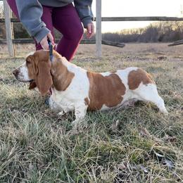 Dolly - Basset Hound