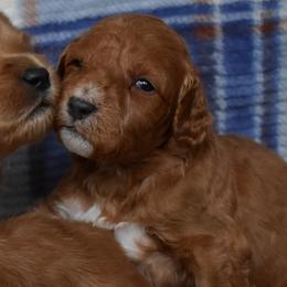 Male 4 of 4 - Apricot male Goldendoodle puppy in Macedon, New York from Toodles Goldendoodles