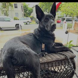 Kona - Black female German Shepherd puppy in Descanso, California from KVA Shepherds