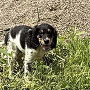 Boy 5 - Blue belton and tan (tri-color) male English Setter puppy in Potosi, Wisconsin from Point and Flush Gun Dogs