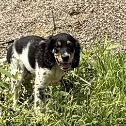 Boy 5 - Blue belton and tan (tri-color) male English Setter puppy in Potosi, Wisconsin from Point and Flush Gun Dogs