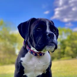 Boxers and Goldendoodles from Rock Run Kennel