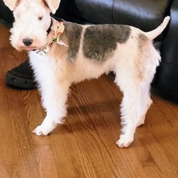 Tank - Wire Fox Terrier