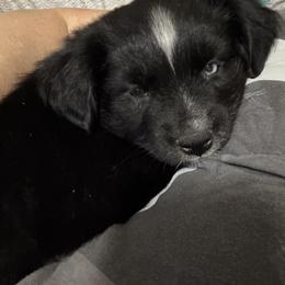 Australian Shepherd, Miniature American Shepherd, Miniature Australian Shepherd, and Toy Australian Shepherd Puppies from HP Aussie Kennels