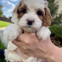 Cavapoo Puppies from Ellas.Pups