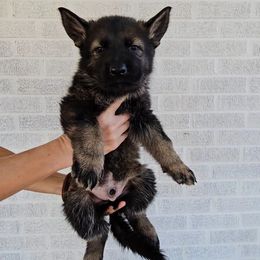 Pie - Sable male German Shepherd puppy in Winston Salem, North Carolina from Samtastic Shepherds