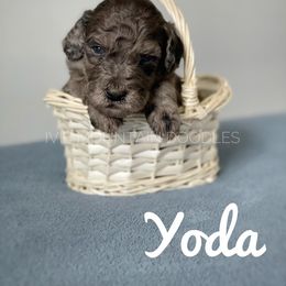 Goldendoodle Puppies from Ivie Mountain Doodles