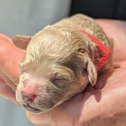 Red collar - Cream female Goldendoodle puppy in Connecticut from Valley View Doodles
