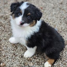 Turkey - Black tri-color male Australian Shepherd puppy in Fort Wayne, Indiana from Grand Ridge Australian Shepherds