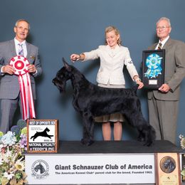 Giant Schnauzers from Ozark Mountain Giants