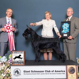 Giant Schnauzers from Ozark Mountain Giants