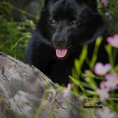 Schipperke All Grown Up from Expedition Schipperkes
