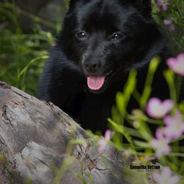 Schipperke All Grown Up from Expedition Schipperkes