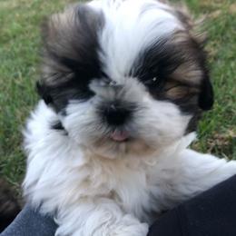 Shih Tzu Puppies from Stevens’ Hidden Acres