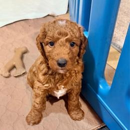 Lightning - Red  male Goldendoodle puppy in Montgomery, Texas from Texas Bello Doodles