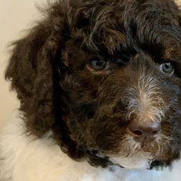 Velvet - Labradoodle puppy in Cleburne, Texas from Sugar Fig Kennel