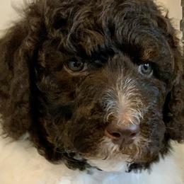 Velvet - Labradoodle puppy in Cleburne, Texas from Sugar Fig Kennel