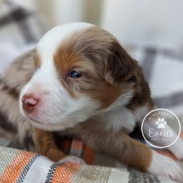 Echo RMF - Red merle Miniature Australian Shepherd puppy in Bonita Springs, Florida from Everts Mini Aussies