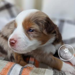 Echo RMF - Red merle Miniature Australian Shepherd puppy in Bonita Springs, Florida from Everts Mini Aussies