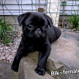 Girl 3 - Black female Pug puppy in Vernon, New York from Cydney & Co Pugs