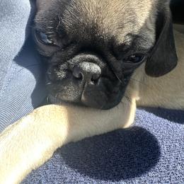 Cooper - Fawn male Pug puppy in Indian Trail, North Carolina from Love Pugs