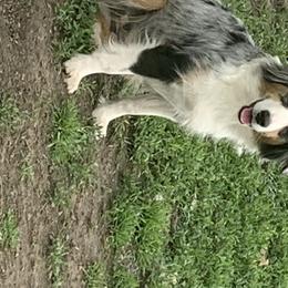 Cheyanne - Miniature American Shepherd