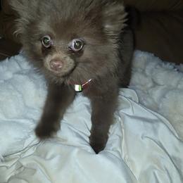 Pomeranians from Hunnibunnies