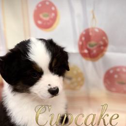 Cupcake - Black tri female Miniature American Shepherd puppy in Olympia, Washington from Shamayim Shepherds
