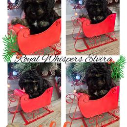 American Hairless Terrier and Poodle Puppies from All Around Royalty & Royal Whisper Companions