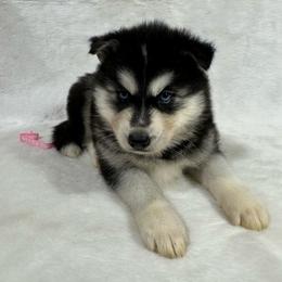 Lumi - Black and white female Siberian Husky puppy in Collins, Iowa from Homegrown Huskies