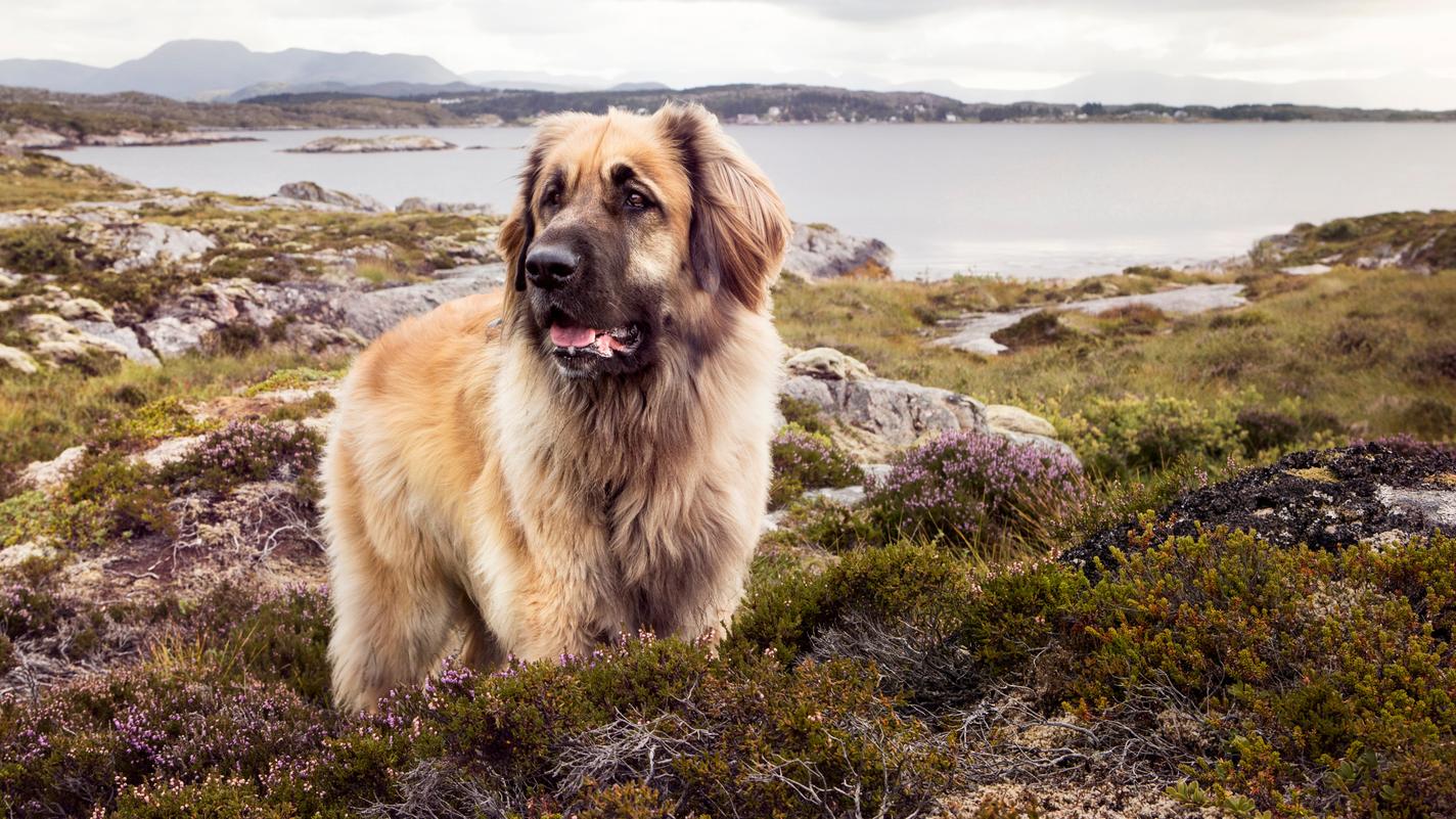 Leonberger