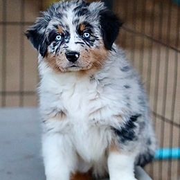 Colt - Blue merle male Australian Shepherd puppy in Olivehurst, California from Double M Aussies