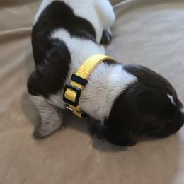 German Shorthaired Pointer Puppies from Barnes GSPs