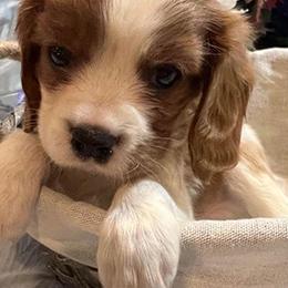 Cavalier King Charles Spaniels from Cooltomin Cavaliers