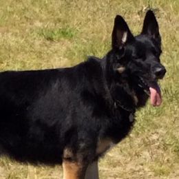 German Shepherds and Labrador Retrievers from Hausmekon