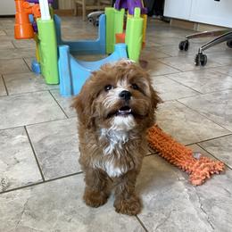 Princess - Red female Cavapoo puppy in Sugarcreek, Ohio from True Hearted Doodles