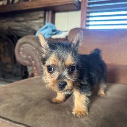 Chipmunk - Black and tan male Norwich Terrier puppy in Groesbeck, Texas from Ranch 4M