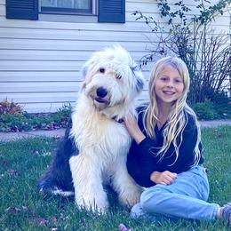 Old English Sheepdog Puppies from Heavinly Blessings Farm Pups - Old English Sheepdog Puppies