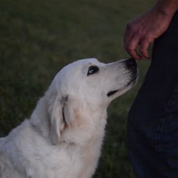 Nike - Golden Retriever