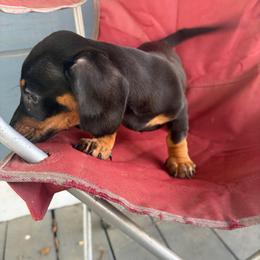 Rhea - Black and tan female Dachshund puppy in Conroe, Texas from Dots Dachshunds