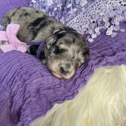 Lady Violet - purple collar - Chocolate merle female Bernedoodle puppy in Lexington, North Carolina from Deborah’s Doodles