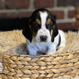 Cinnamon - Black brown and white female Basset Hound puppy in Lone Jack, Missouri from Wee Little Bassets