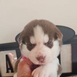 Maya - Brown and white female Siberian Husky puppy in Springfield, Massachusetts from 16acreshuskies