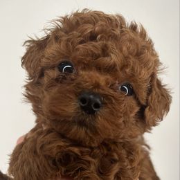 Archie - Red  male Poodle puppy in Marietta, Georgia from Toy Poodles by Iryna