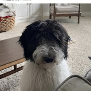 Bordoodle and Poodle All Grown Up from Swan Field Farms